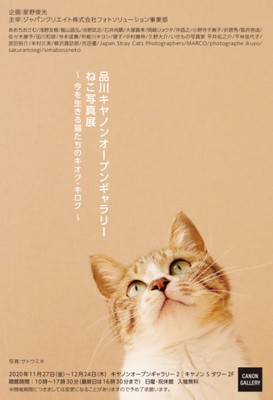 品川キヤノンオープンギャラリー ねこ写真展 今を生きる猫たちのキオク キロク 東京都 の情報 ウォーカープラス