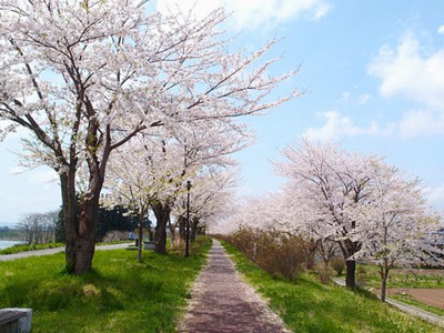 桜 見ごろ イギリス海岸 岩手県 の情報 ウォーカープラス