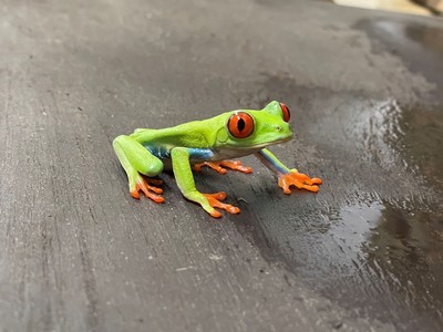 派手な見た目の アカメアマガエル