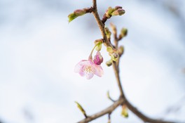 開花した河津桜