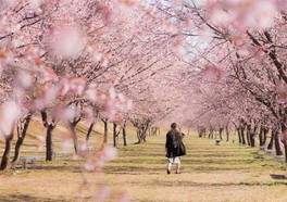 色鮮やかな桜並木が約1.2kmに渡り続く