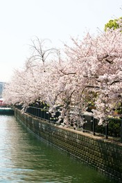 川沿いに桜がずらりと咲き誇る