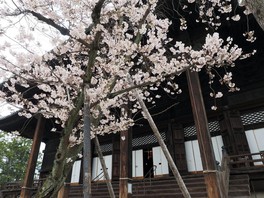御影堂前に桜が咲き、境内が春の雰囲気に包まれる