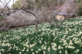 香川県の花 自然 子供と 情報一覧 10件 ウォーカープラス