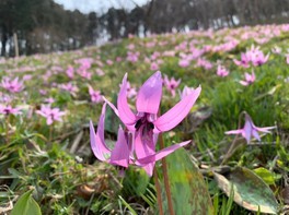 埼玉県の花 自然情報一覧 無料イベント 3件 ウォーカープラス