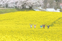 飯山駅発 GO！GO！千曲川スイーツサイクリング～春の絶景！菜の花コース～