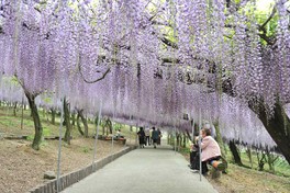 満開のフジの花が頭上を覆い尽くす