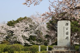 歴史のある桜の木々