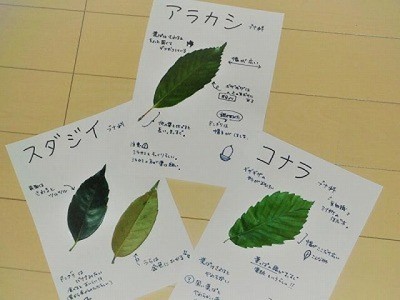 国営昭和記念公園 ネイチャープログラム 樹木の葉っぱ図鑑作り 東京都 の情報 ウォーカープラス
