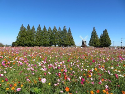 花 見ごろ あけぼの山農業公園のコスモス 千葉県 の情報 ウォーカープラス