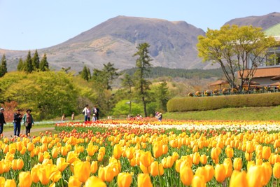 くじゅう連山を背景にチューリップが咲き誇る