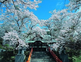 本堂および観音堂前の桜は特に美しい