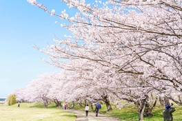 「一目千本」と呼ばれる約1kmの桜並木が続く