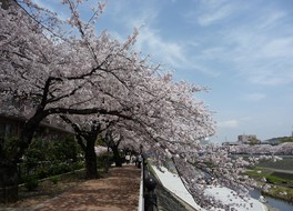 川沿いに約700本の桜がピンクに色づく