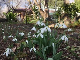 埼玉県の花 自然情報一覧 25件 ウォーカープラス