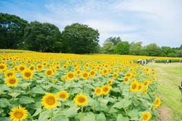 開花時期が短いハイブリッドサンフラワー