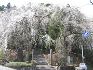 桜 見ごろ 小松寺のしだれ桜 茨城県 の情報 ウォーカープラス