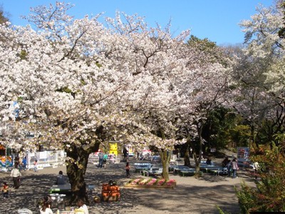 桜 見ごろ 楽寿園 静岡県 の情報 ウォーカープラス