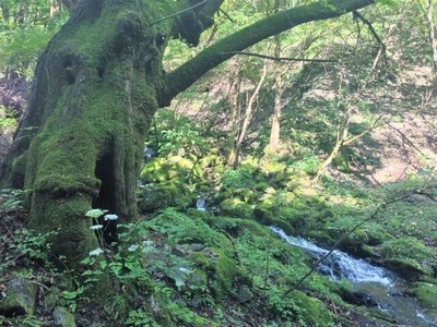 登山 東京 関東百名山 川苔山 百尋ノ滝 東京都 の情報 ウォーカープラス