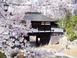 歴史ある城内に桜が咲き乱れる