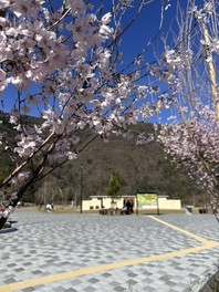 見頃の時期には満開の桜を楽しめる