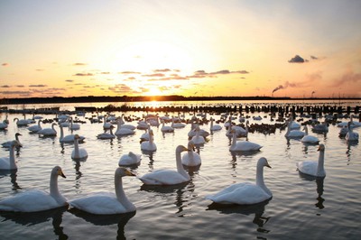 白鳥の里 白鳥の飛来 茨城県 の情報 ウォーカープラス