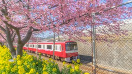 線路沿いに咲く菜の花と河津桜