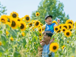 ひまわりに囲まれて写真を撮影できる