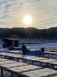 寒天の製造風景