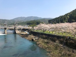 清流・四万十川沿いに続く桜並木