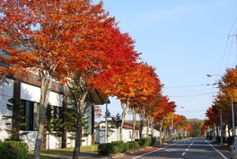 紅葉のトンネル道