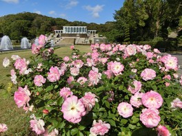 関西のバラの見頃一覧 6件 ウォーカープラス