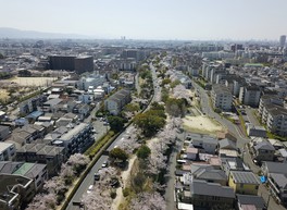 市の中心部を南北に貫く桜の回廊