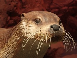 1975年に確認されて以降、愛媛県内での目撃が途絶えたニホンカワウソについて振り返る展示会
