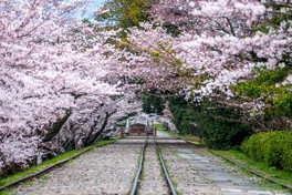 線路跡を桜のアーチが彩る