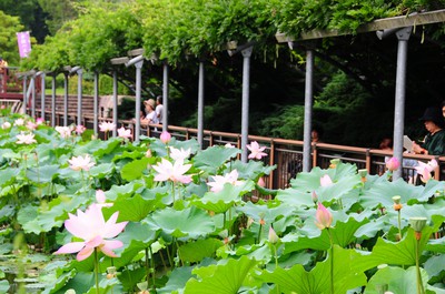 早朝ハスまつり 愛知県 の情報 ウォーカープラス