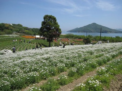 フラワーパーク浦島 春の開園 中止となりました 香川県 の情報 ウォーカープラス