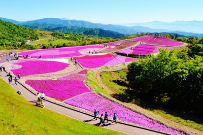 21 茶臼山高原 芝桜まつり 愛知県 の情報 ウォーカープラス
