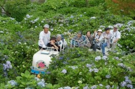 新宮あじさい祭り 愛媛県 の情報 ウォーカープラス