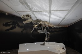 ゴルゴサウルス全身骨格標本(所蔵：ダブルヘリックス)