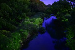 初夏の夜がホタルの美しい光で彩られる