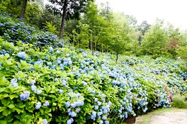 山口県の和洋菓子専門店「果子乃季」(かしのき)の本社工場で、花とスイーツのイベントを開催
