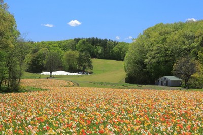 花 見ごろ 国営武蔵丘陵森林公園 アイスランドポピー 埼玉県 の情報 ウォーカープラス