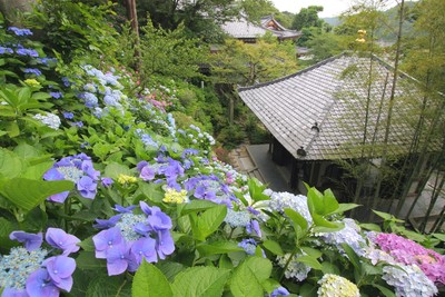 経蔵を背景に咲き誇るあでやかなアジサイ