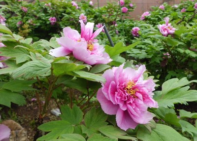 美しいピンクの花を咲かせる切木のボタン