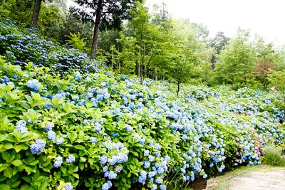 山口県の和洋菓子専門店「果子乃季」(かしのき)の本社工場で、花とスイーツのイベントを開催