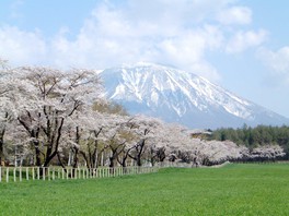雪の残る山と桜のコントラストが美しい
