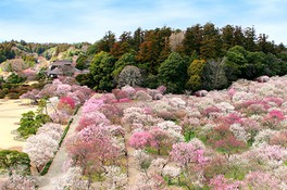 日本三名園「偕楽園」と重要文化財「弘道館」が紅白に染まる