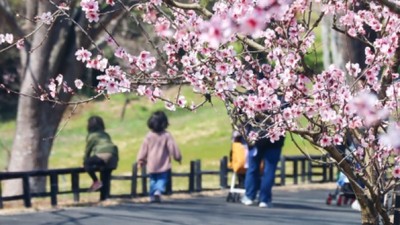 アーモンドフェスタ 21 静岡県 の情報 ウォーカープラス