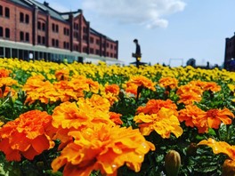 全9色の花をカラー別に観賞できるエリアが展開される※過去開催時の様子